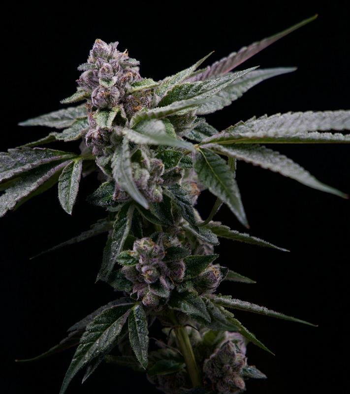 Jokers 31 | 14g