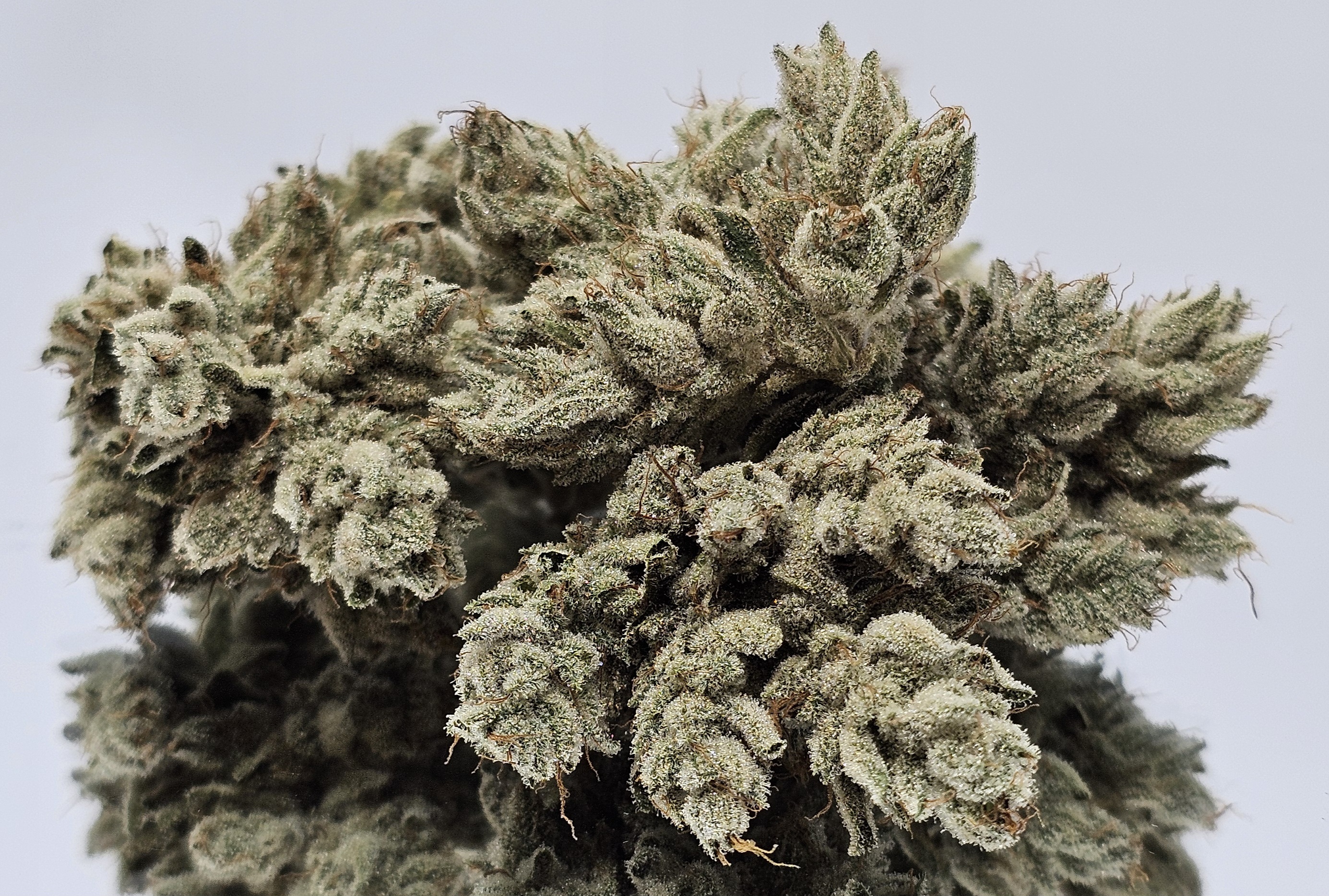 Headband [DOH] - by Doghouse