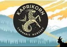 Grape Gasoline Cured Resin {Kaprikorn}