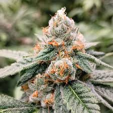 StrawGuava (3.5G)-Platinum