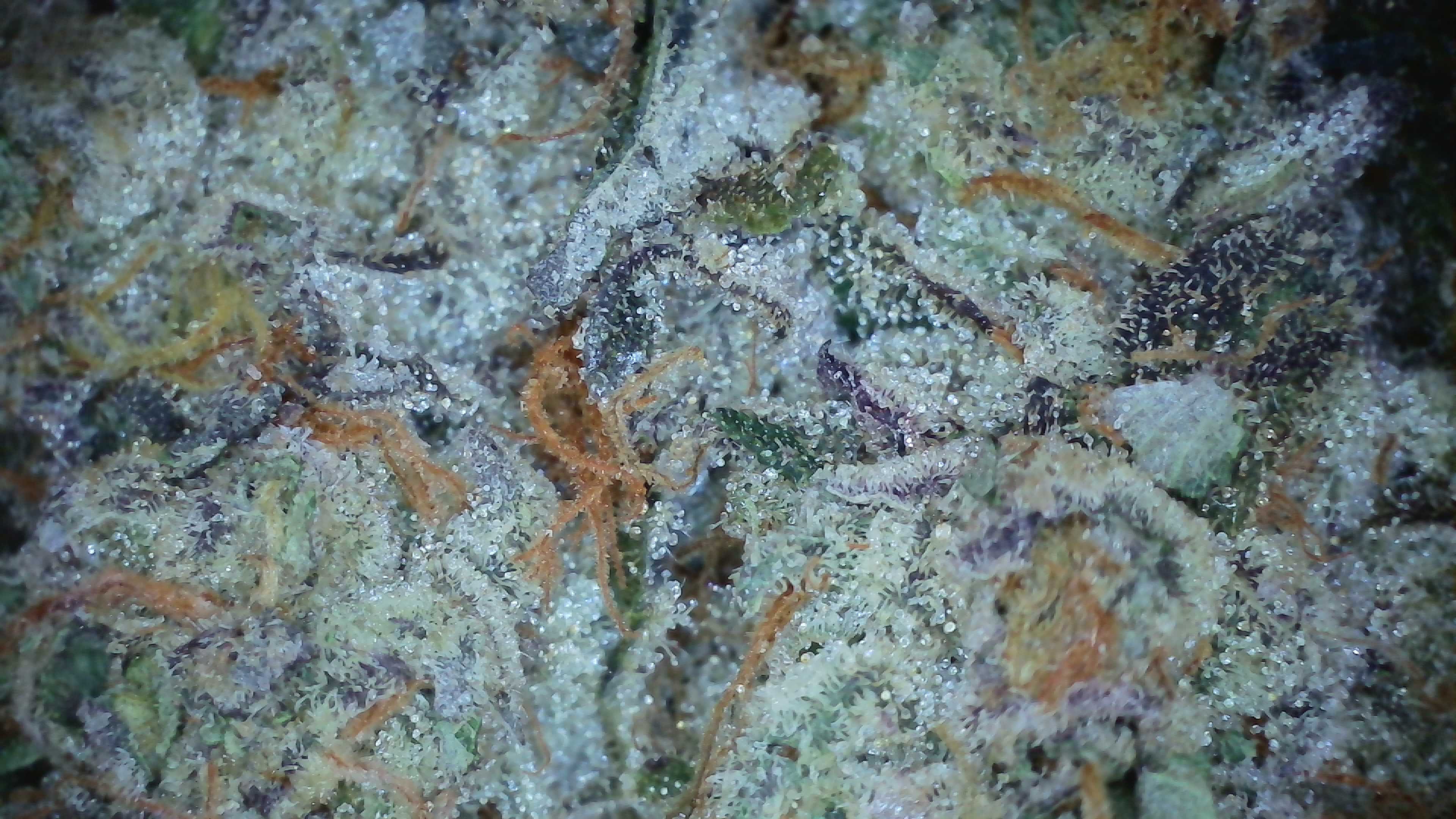 Super Sherb (3.5G)-Platinum