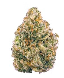 GMO JUNGLE CAKE