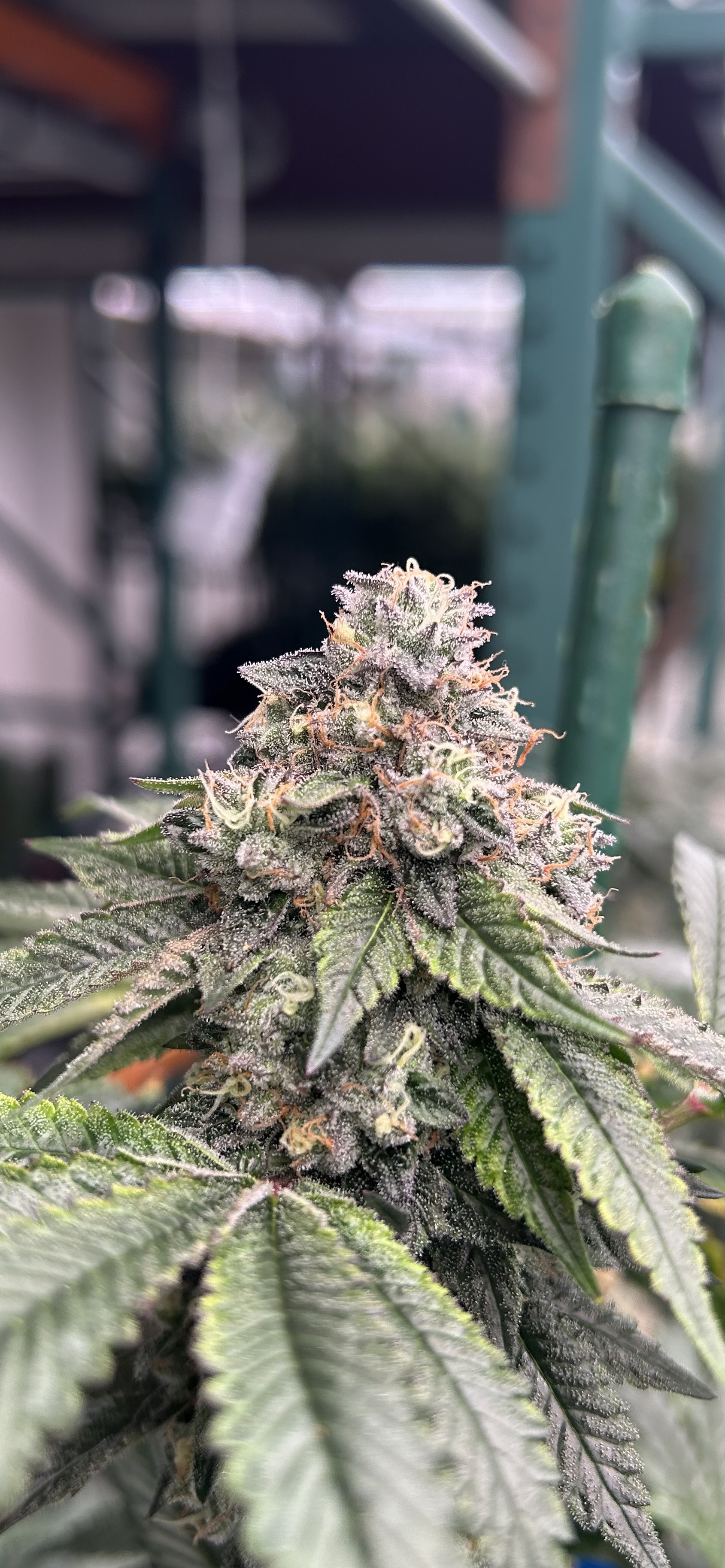 Gardens Watermelon Gelato 27.59%