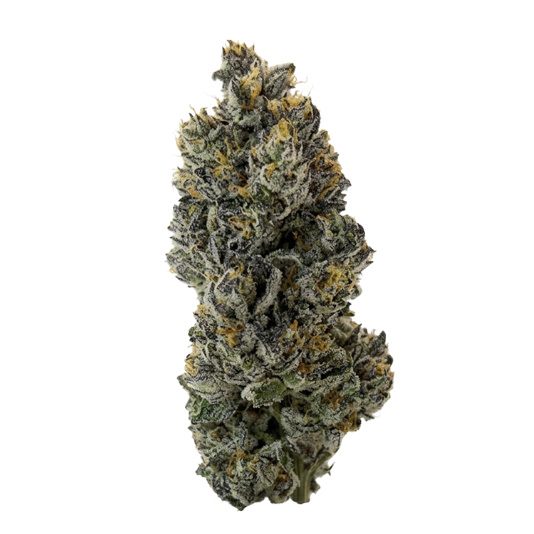 Great Smoky | Sherb Cream Pie Flower [F-51-52]