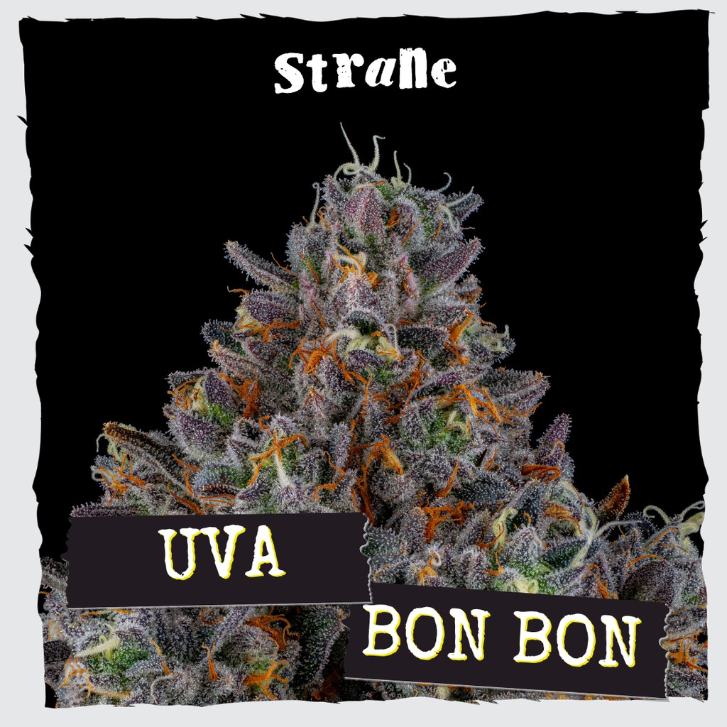 Uva Bon Bon | 3.5g product photo