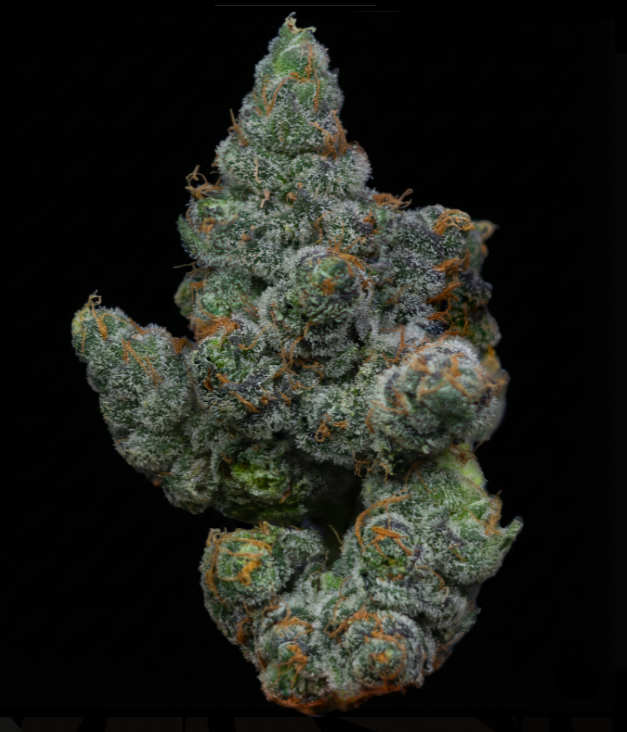Frosted Enigma | H
