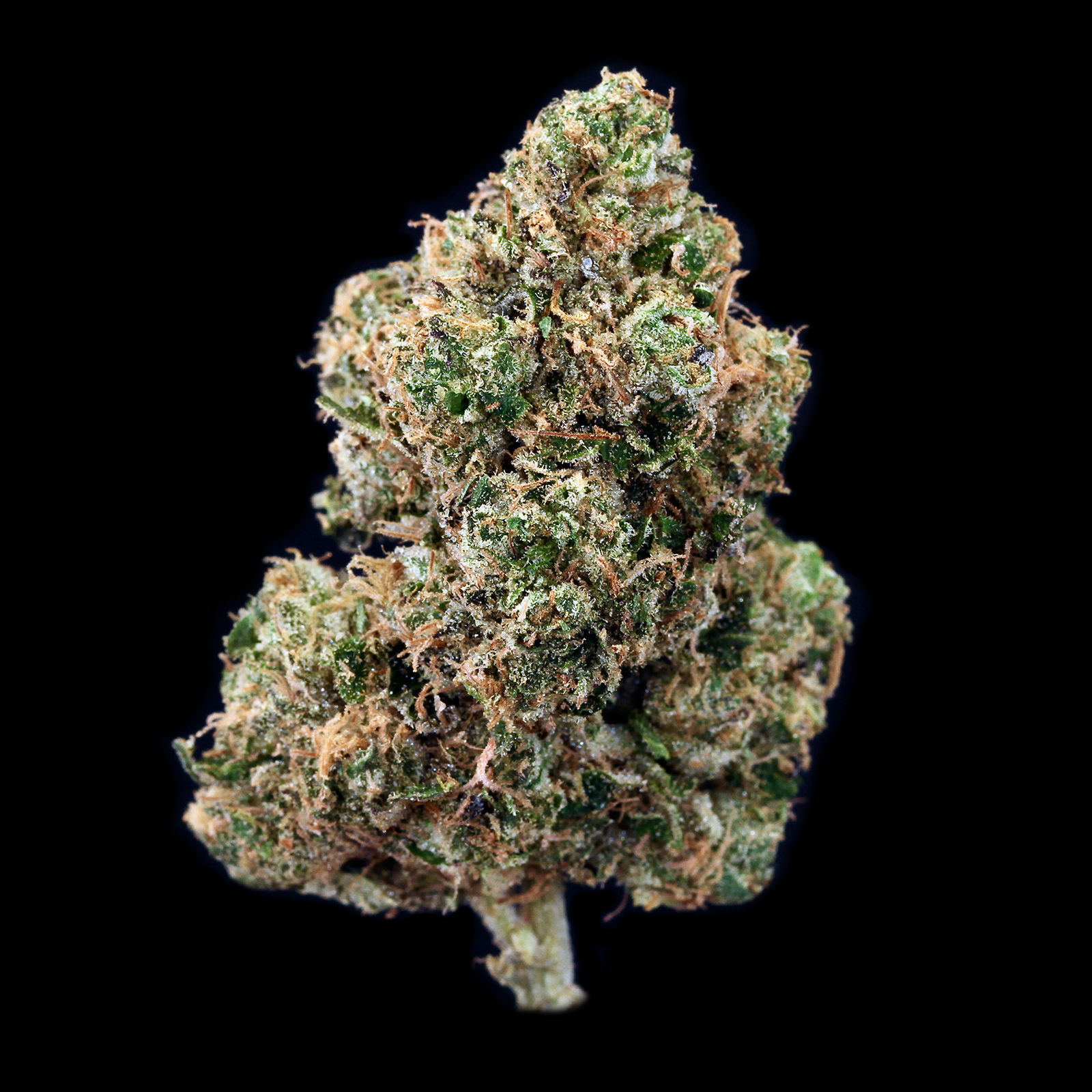 GL Bud | Scroopy Noopers