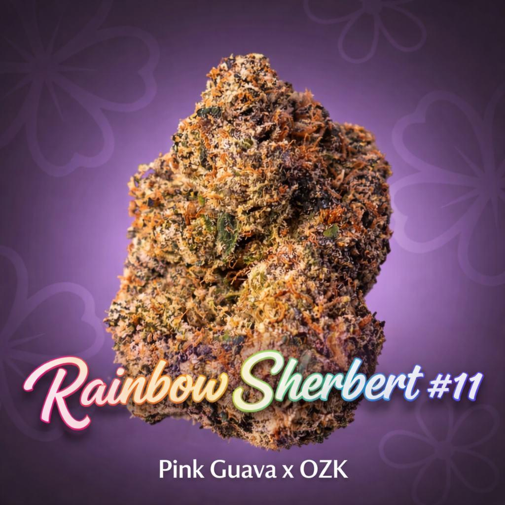 Rainbow Sherbert - RS #11 | Bulk Flower