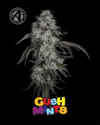 Gush Mints | 3.5g