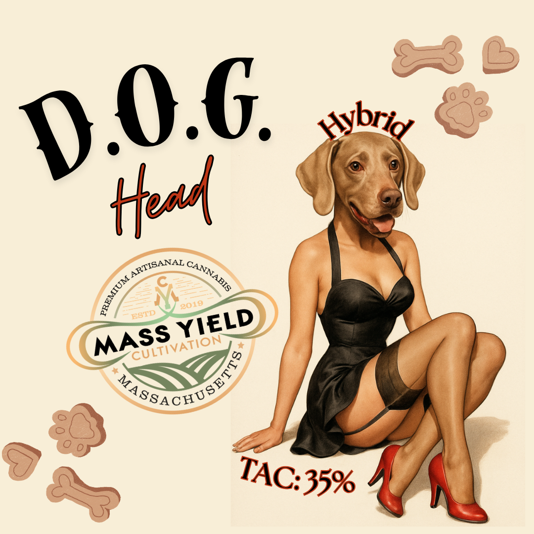 Mass Yield - D.O.G. Head Deli Style Flower