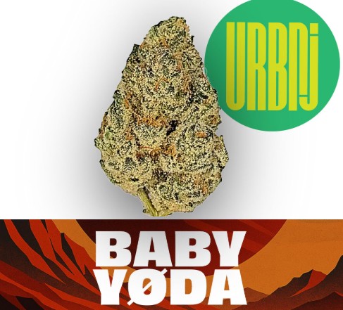 URBNJ - Baby Yoda -  Flower