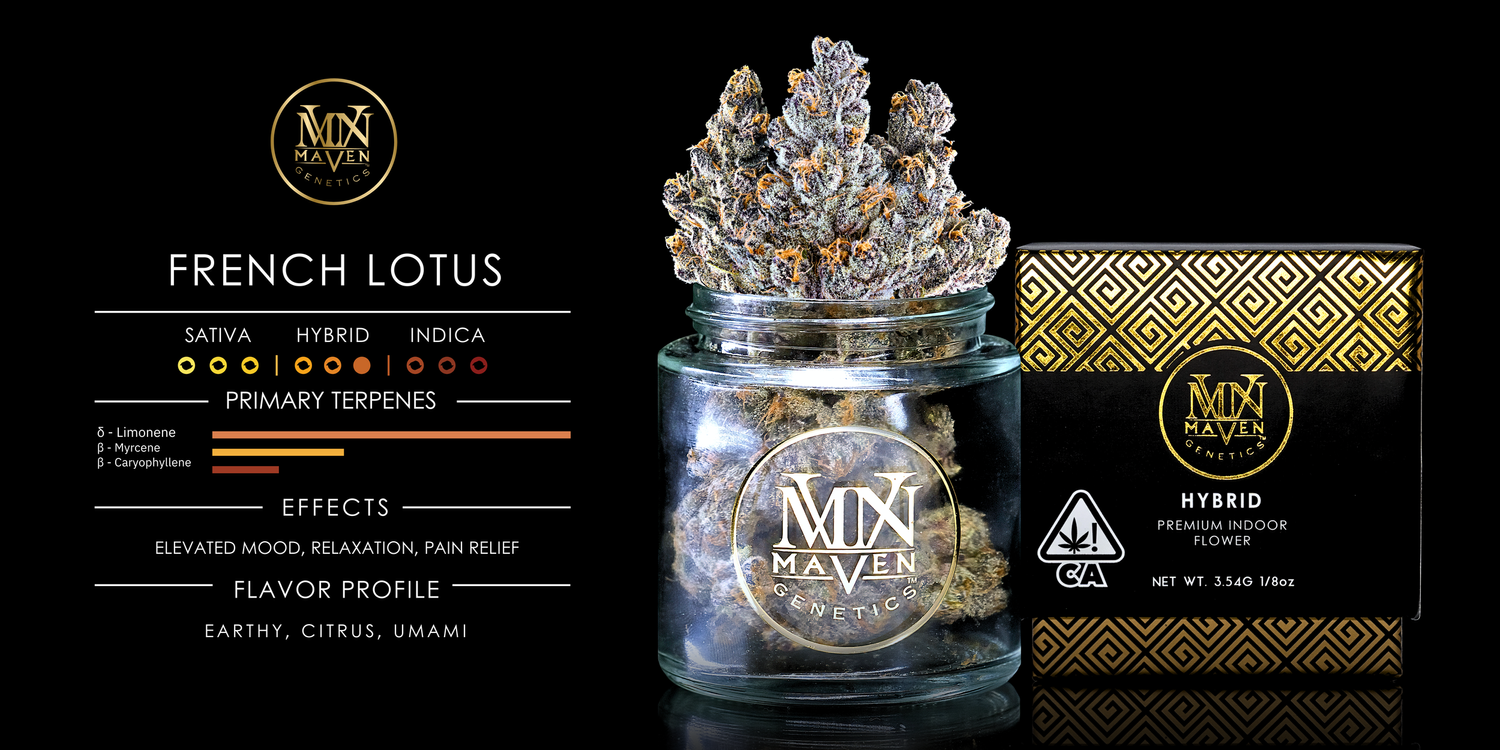 Maven Genetics | French Lotus (Hybrid) - 3.5g Flower