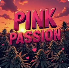 FRANKLIN FIELDS PRE ROLL | PINK PASSION