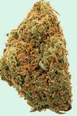 Gg Bud Tropical Pink Zkittlez