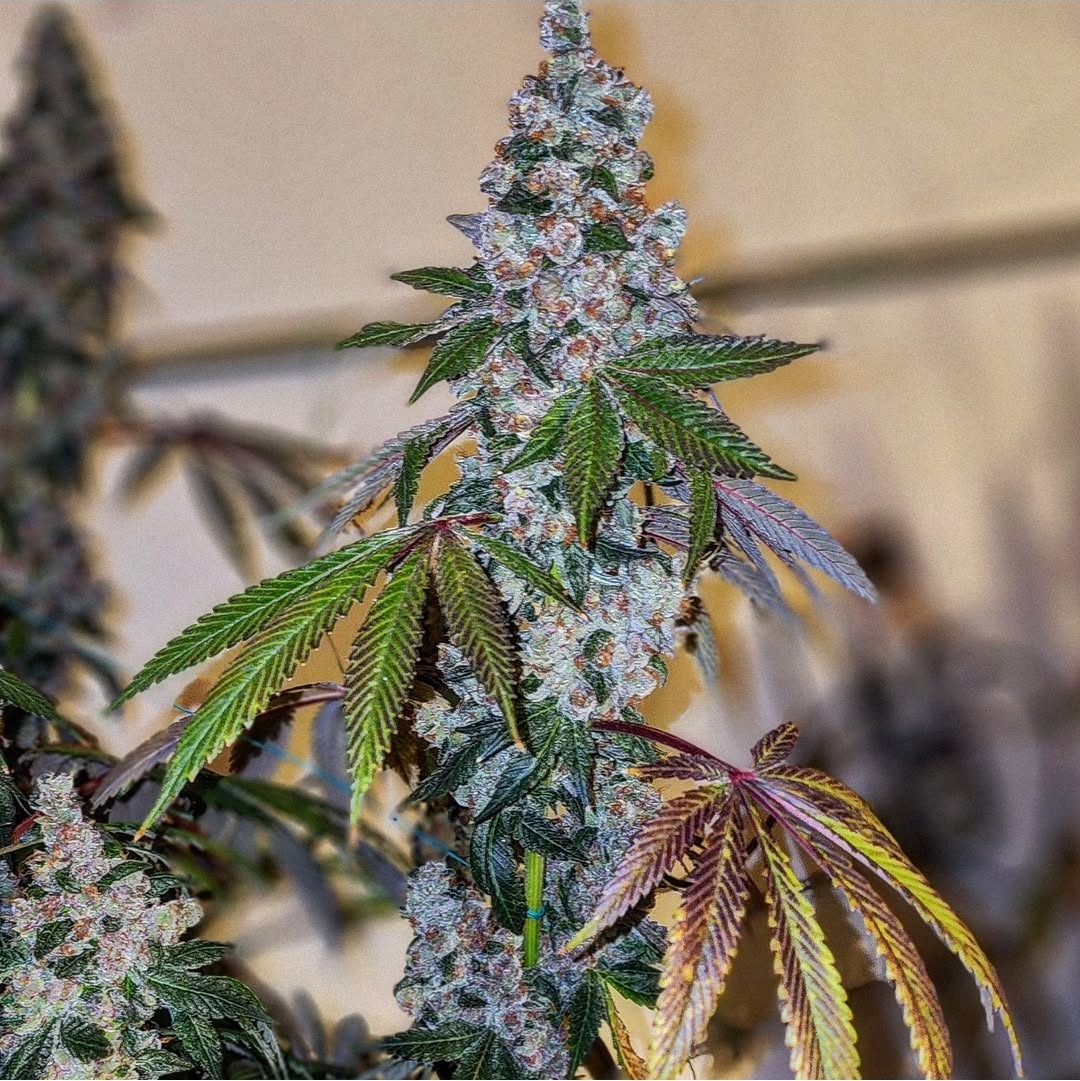 forbins Cherry Gary 1 or 3.5grm bulk Indica-Hybrid