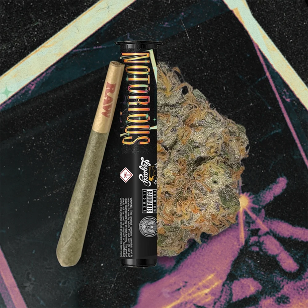 Notorious #1 - Pre-Roll - (1pk)