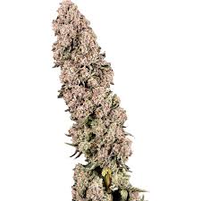 LA Baker | 14g