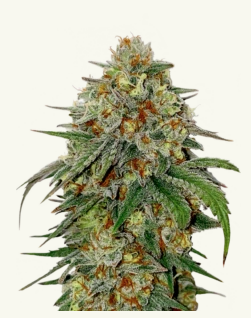 Victory Natural Farms Victory Natural Farms - Bubba Kush