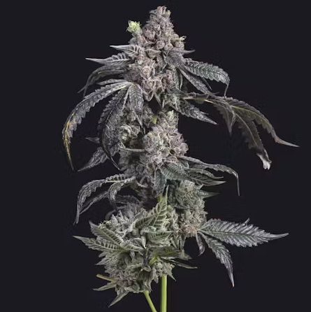 (2) District Cannabis: Gelato Cake (H)