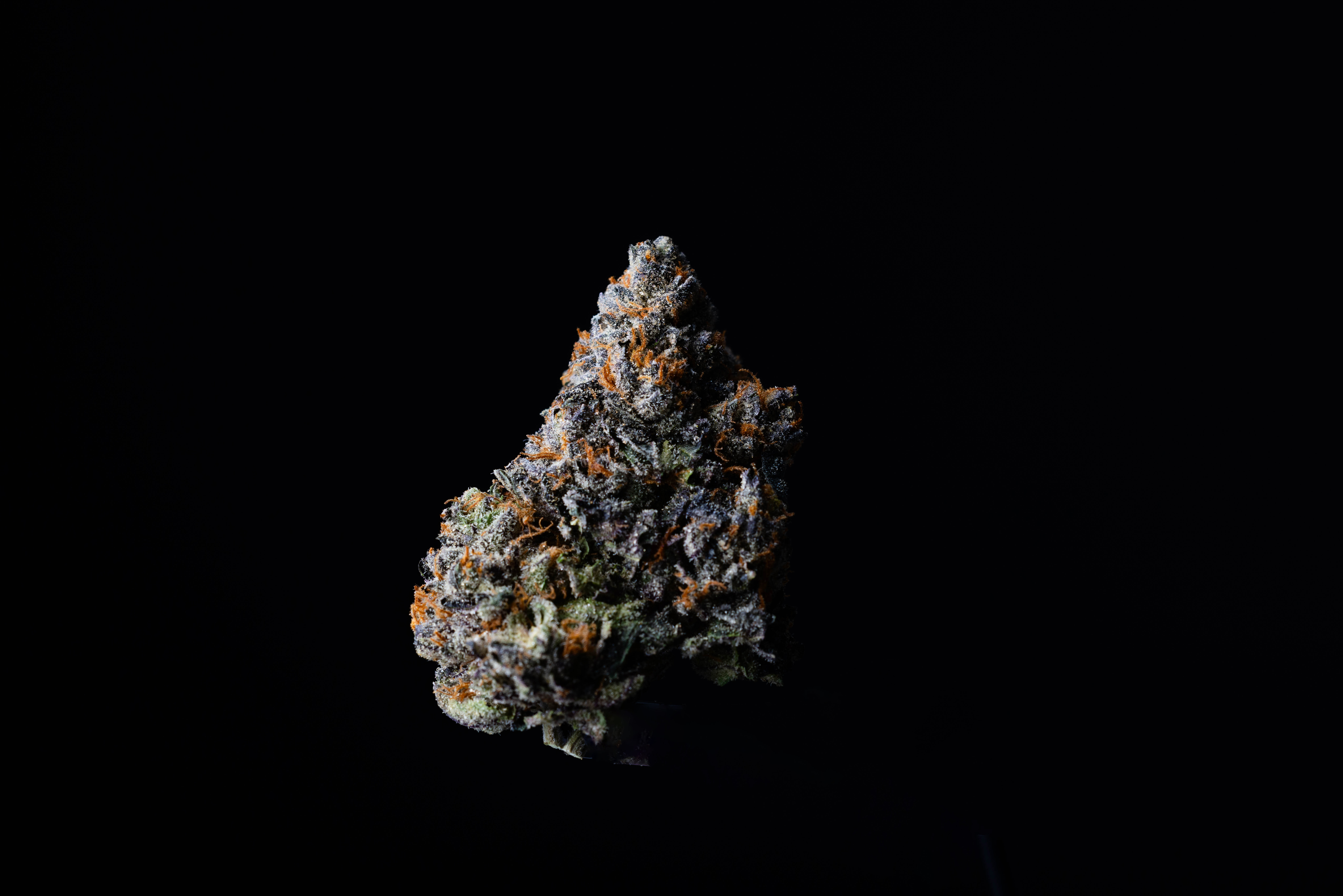 All Day Pinacolado Flower (REC)