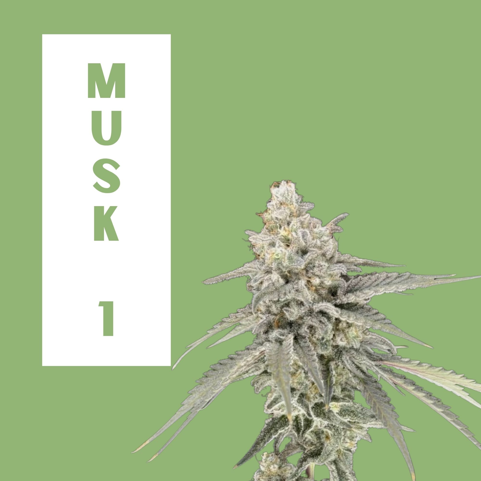 Green Lightning | MUSK 1 *Smalls* | 7g