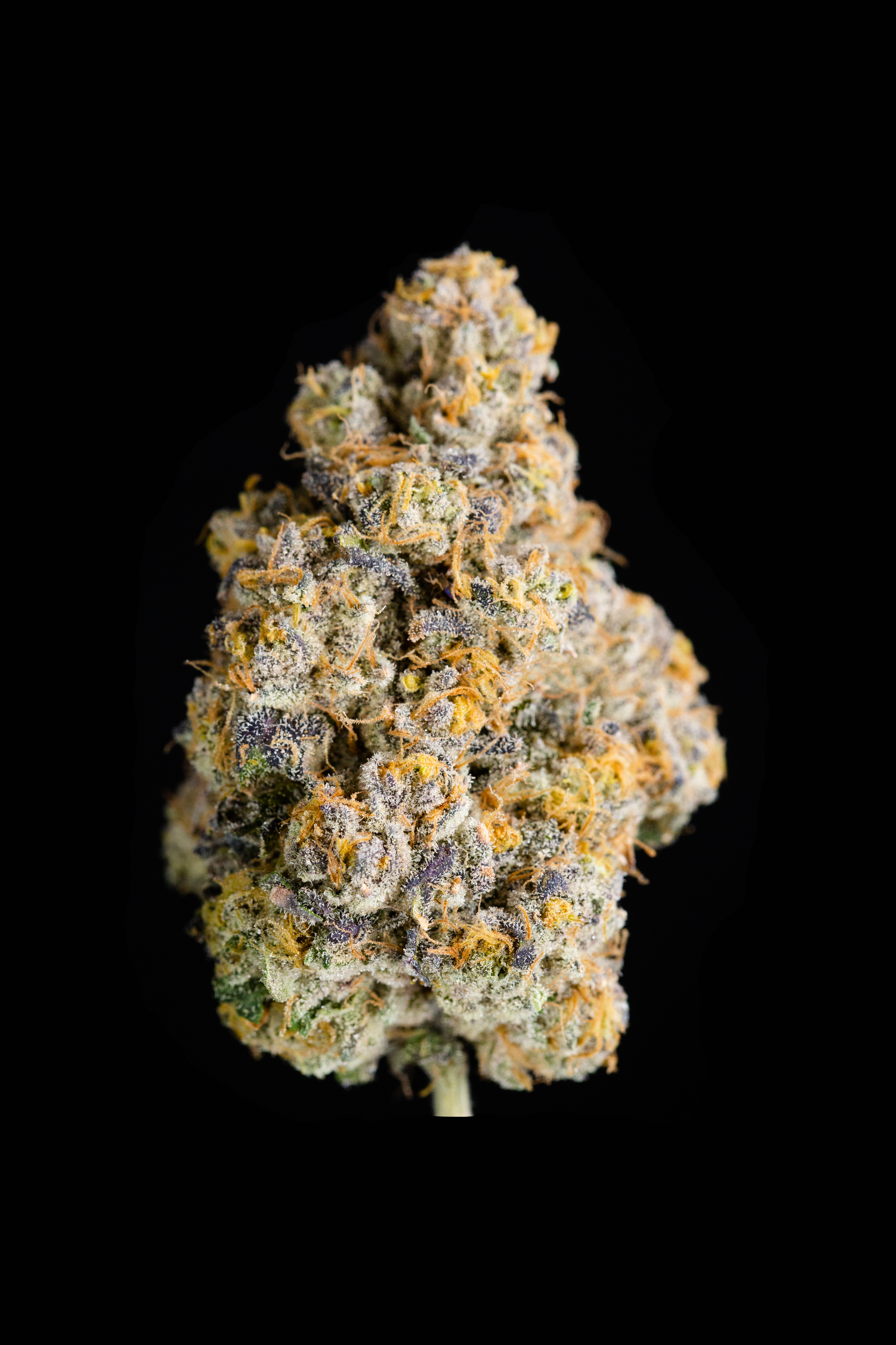 White Shark