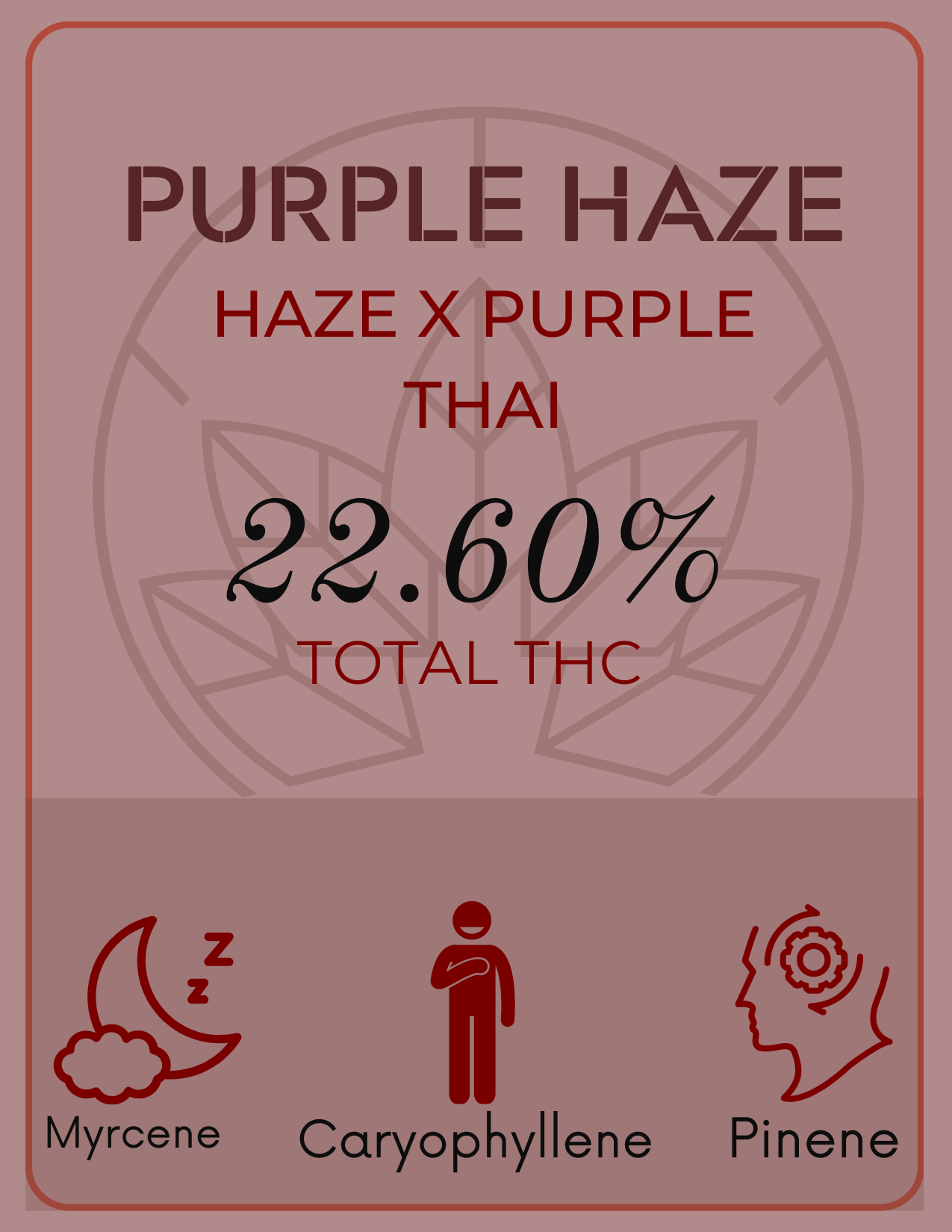 2025 Flower: Purple Haze