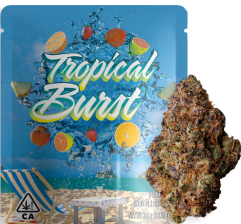 Tropical Burst [S] - Flower