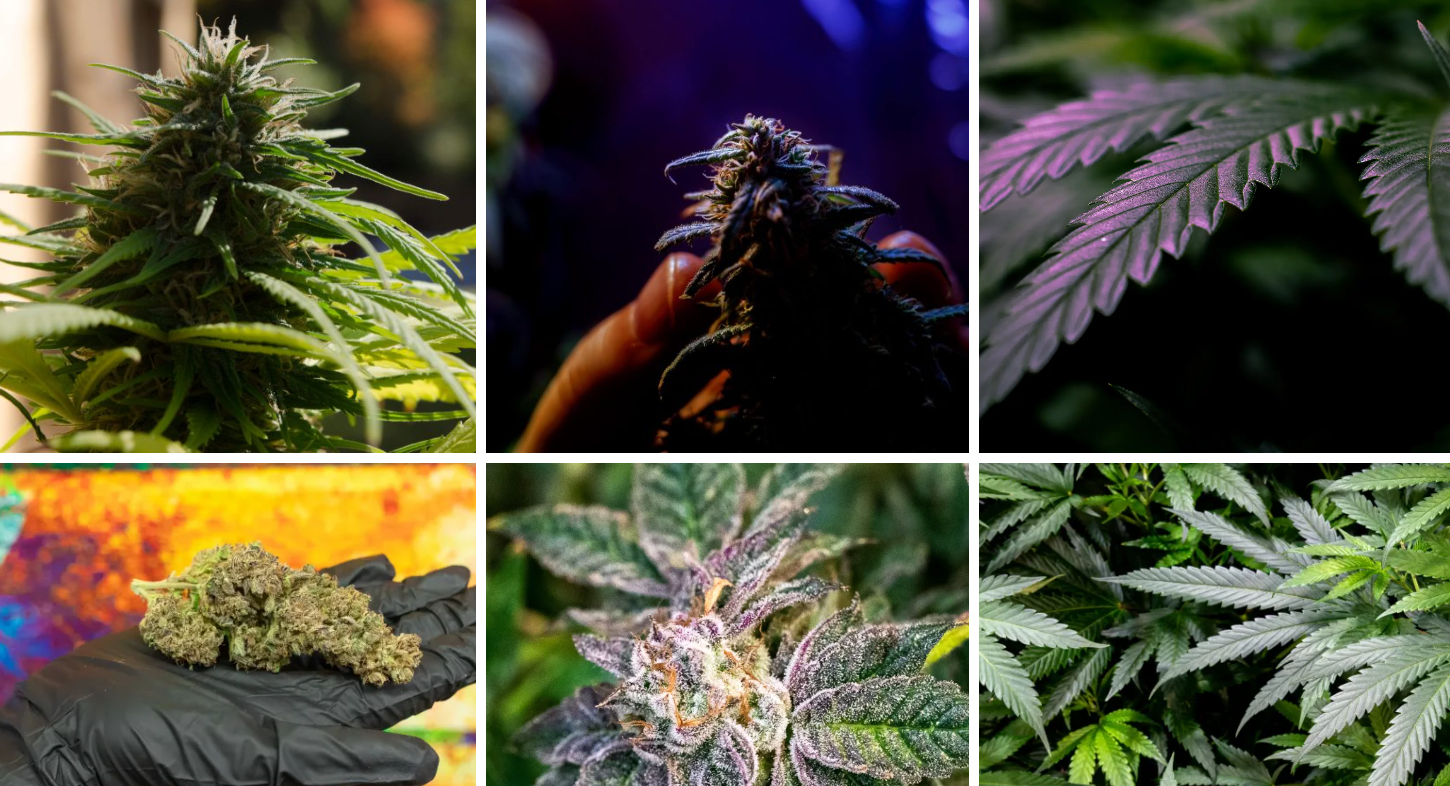 Trees Preroll Grandpa Stash