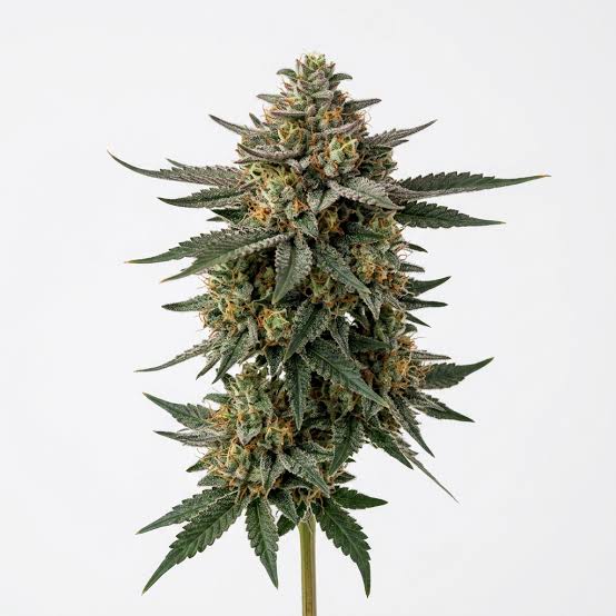 Alien OG *I*