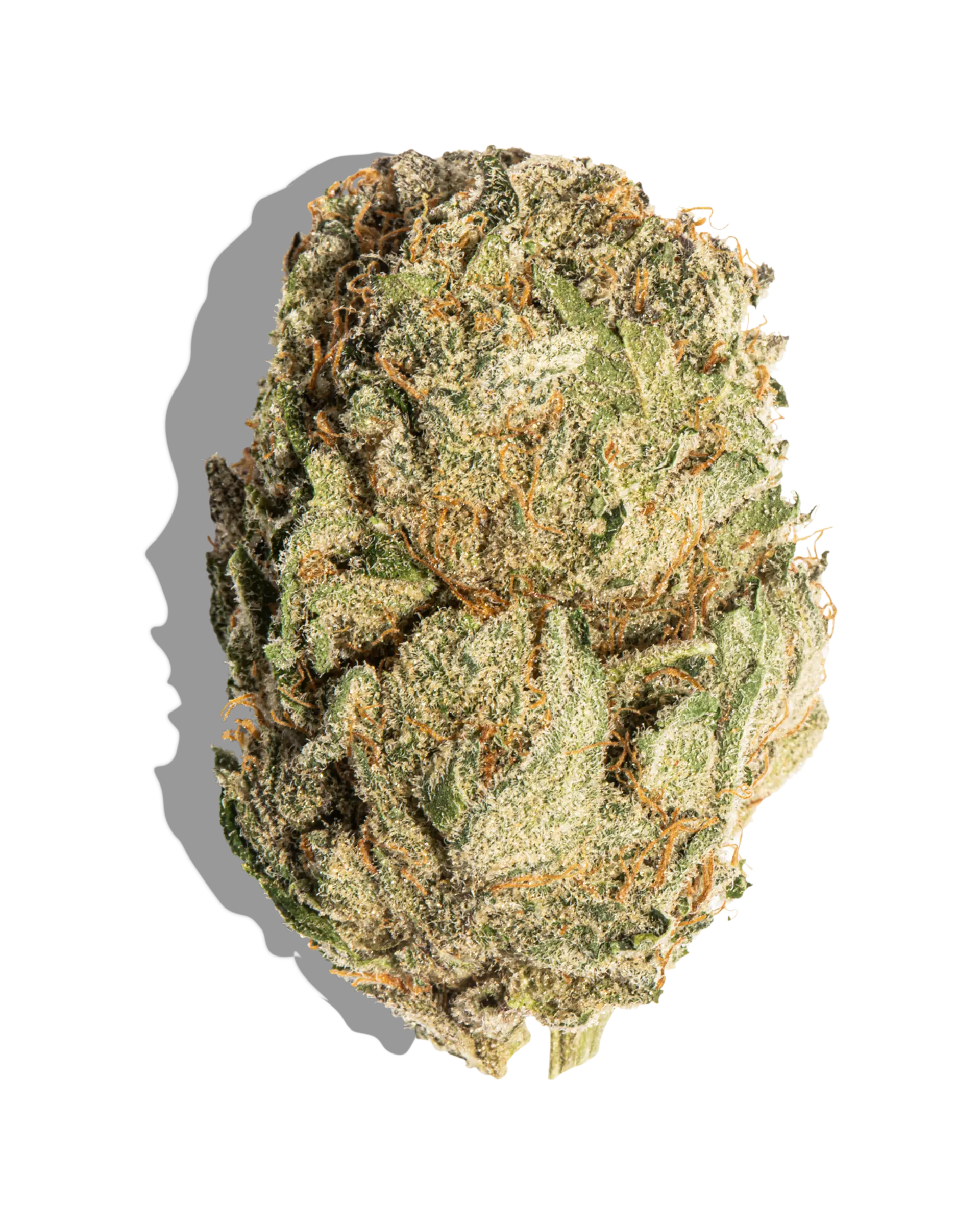 Pine Cheese *H*