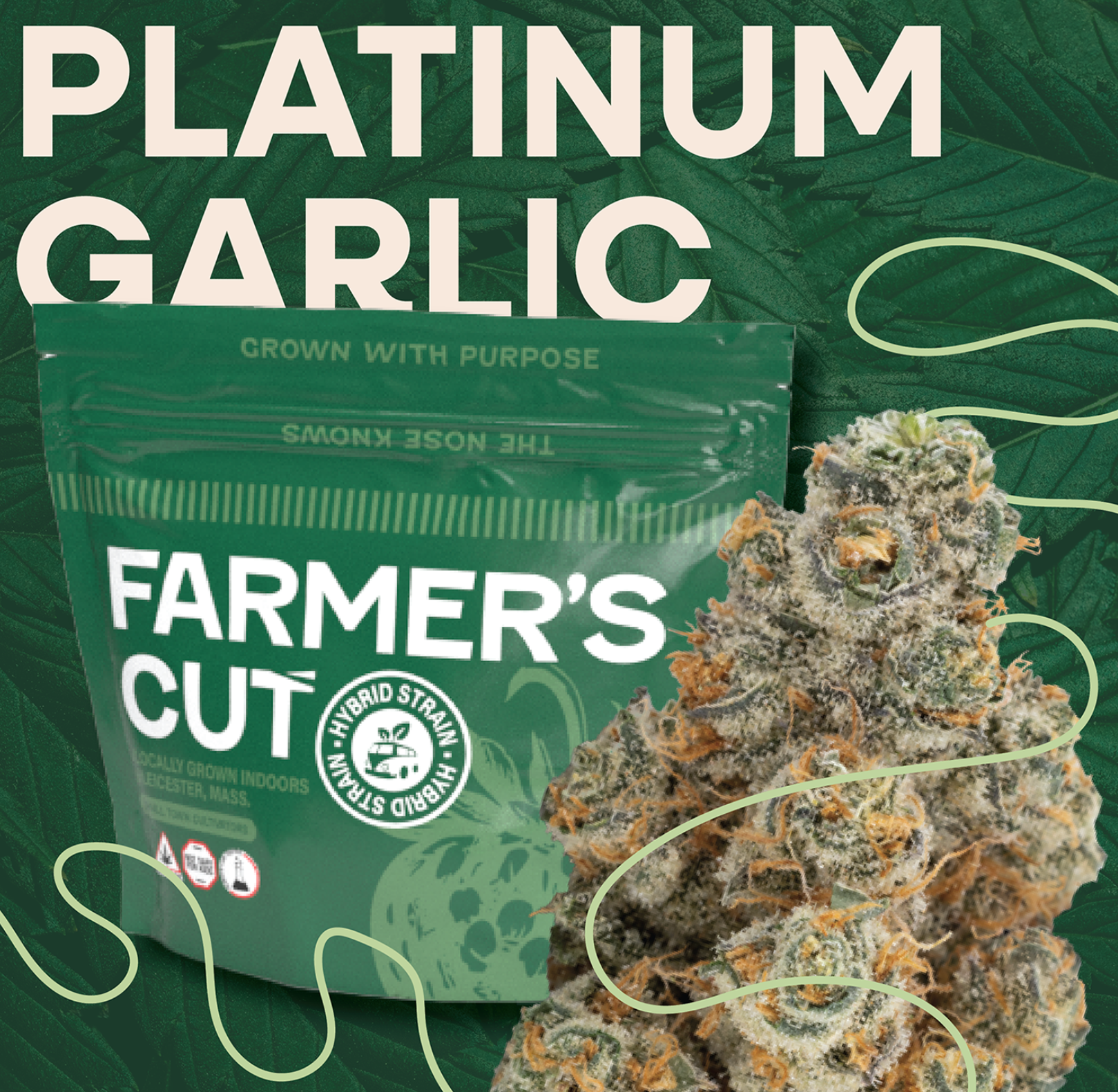 Platinum Garlic | 3.5g