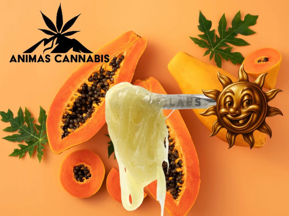 Sour Papaya | Live Hash Rosin | Animas Cannabis