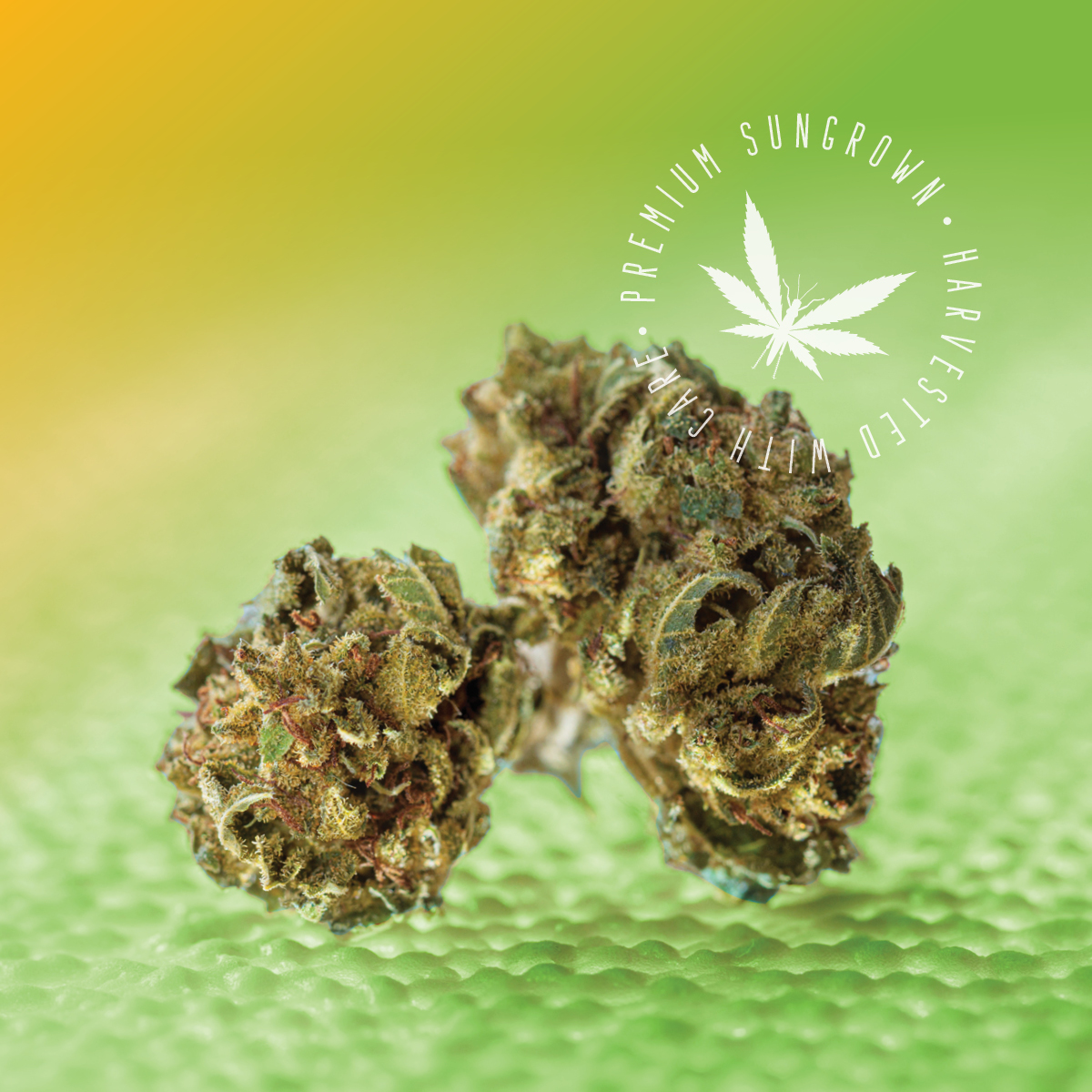 Grasshopper Glue