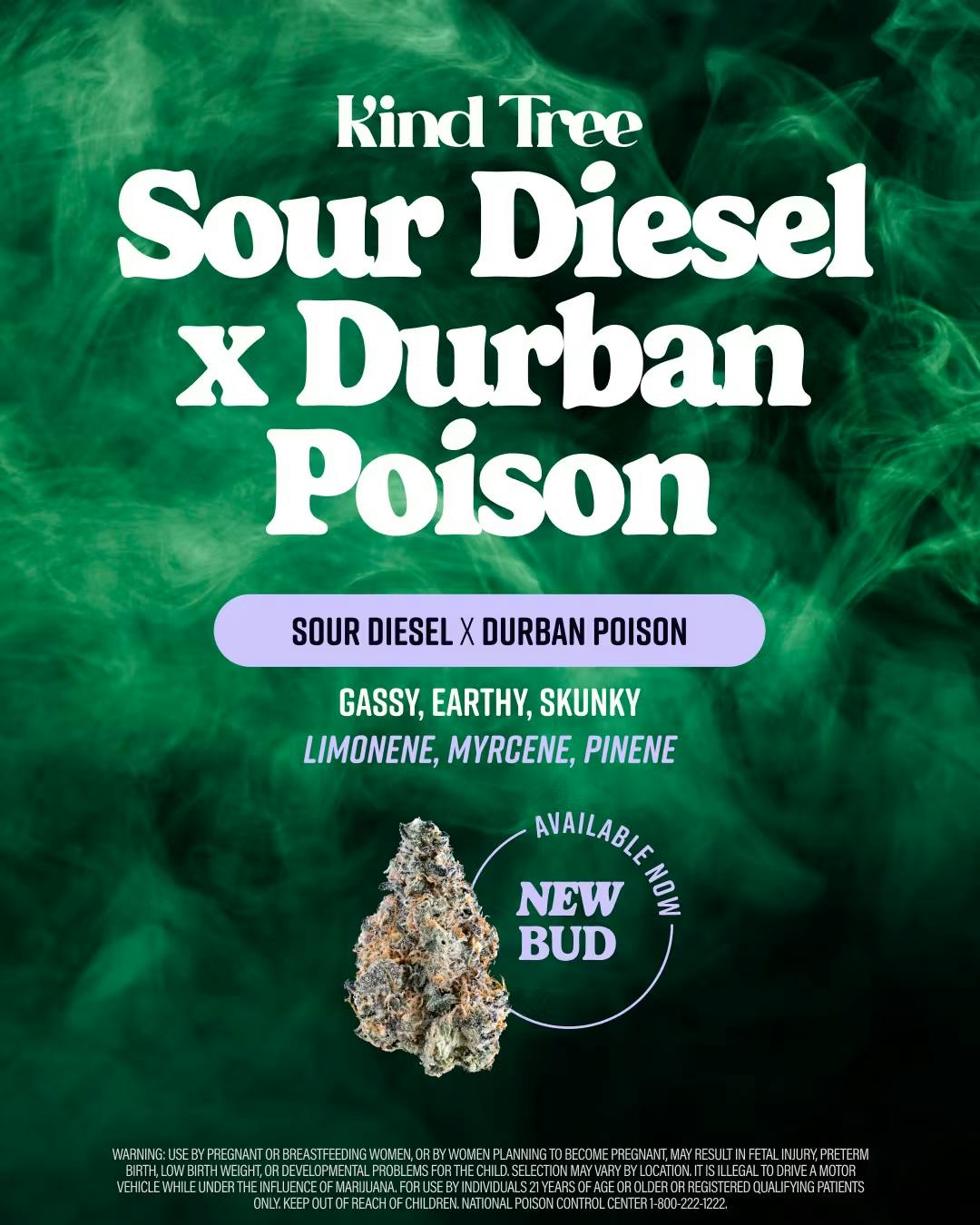 Kind Tree Sour Diesel x Durban Poison (REC)
