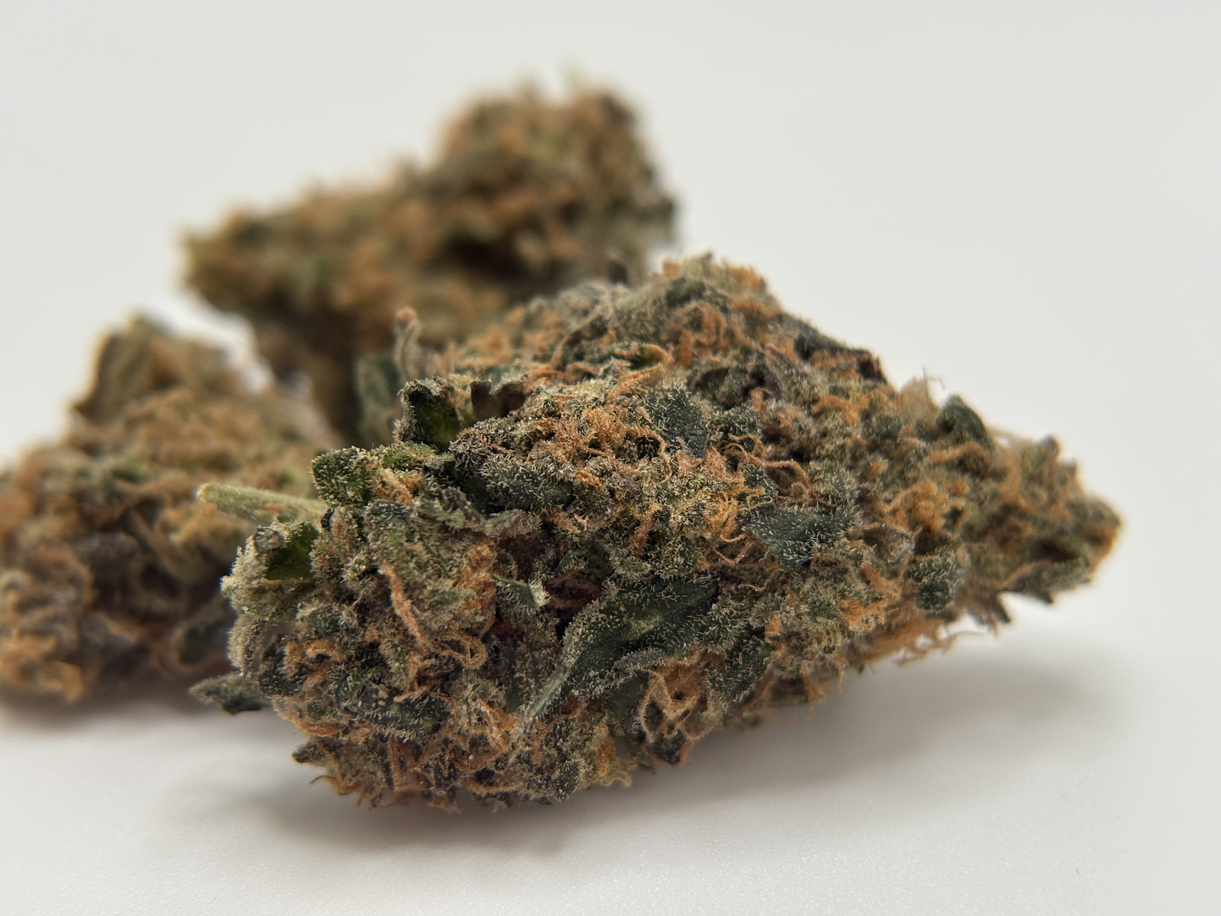 Oz Kush x Blizz