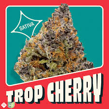 Trop Cherry | S
