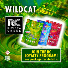 Wild Cat