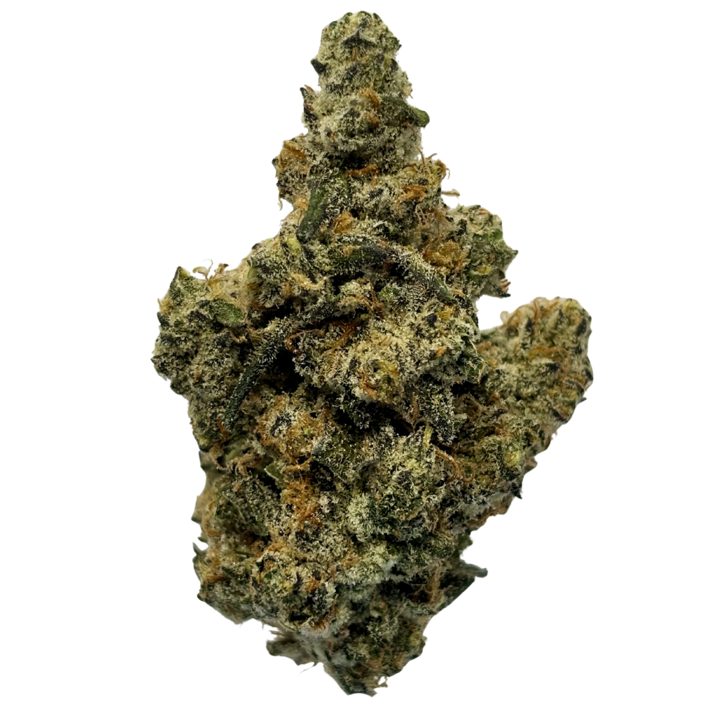 CARBON | HAWAIIAN PLUSHERS | BULK FLOWER