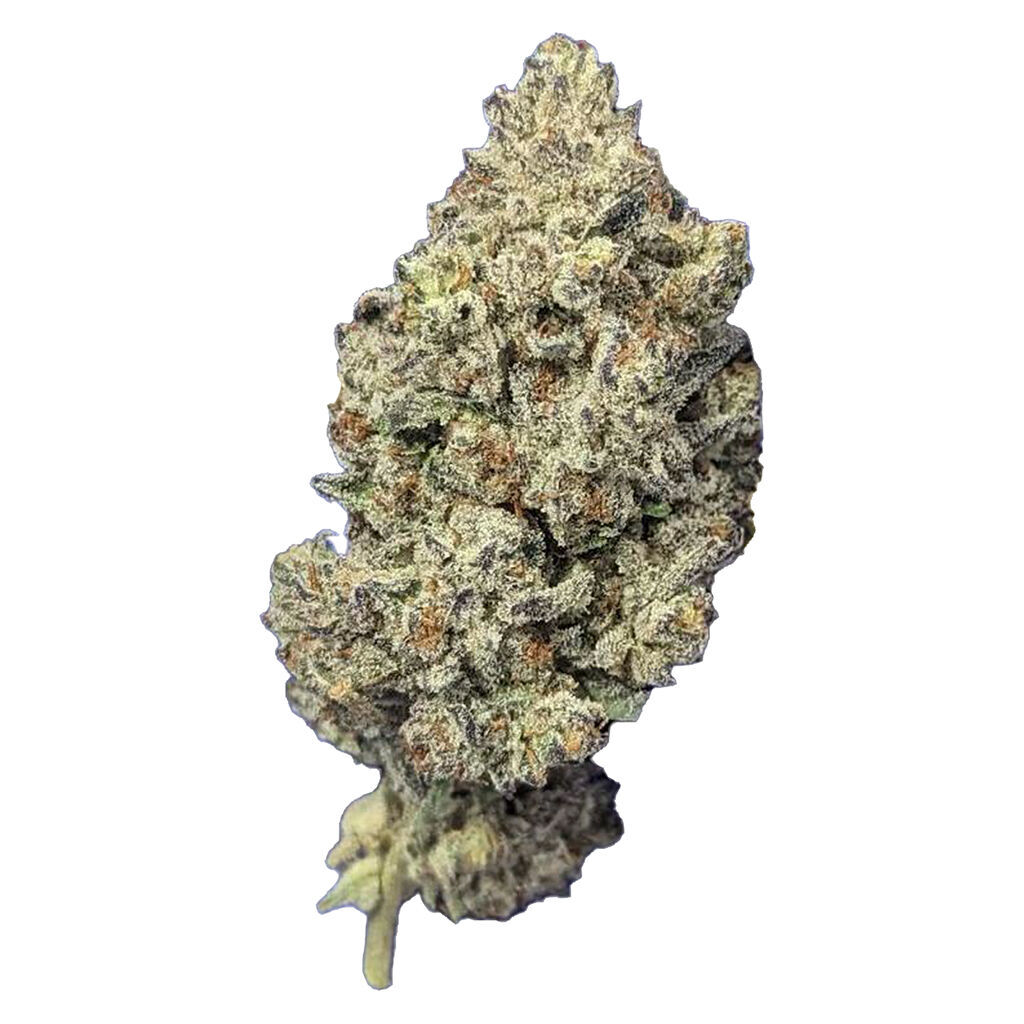 Astro Pink | 14g | Holland Daze - Brampton (Hurontario)