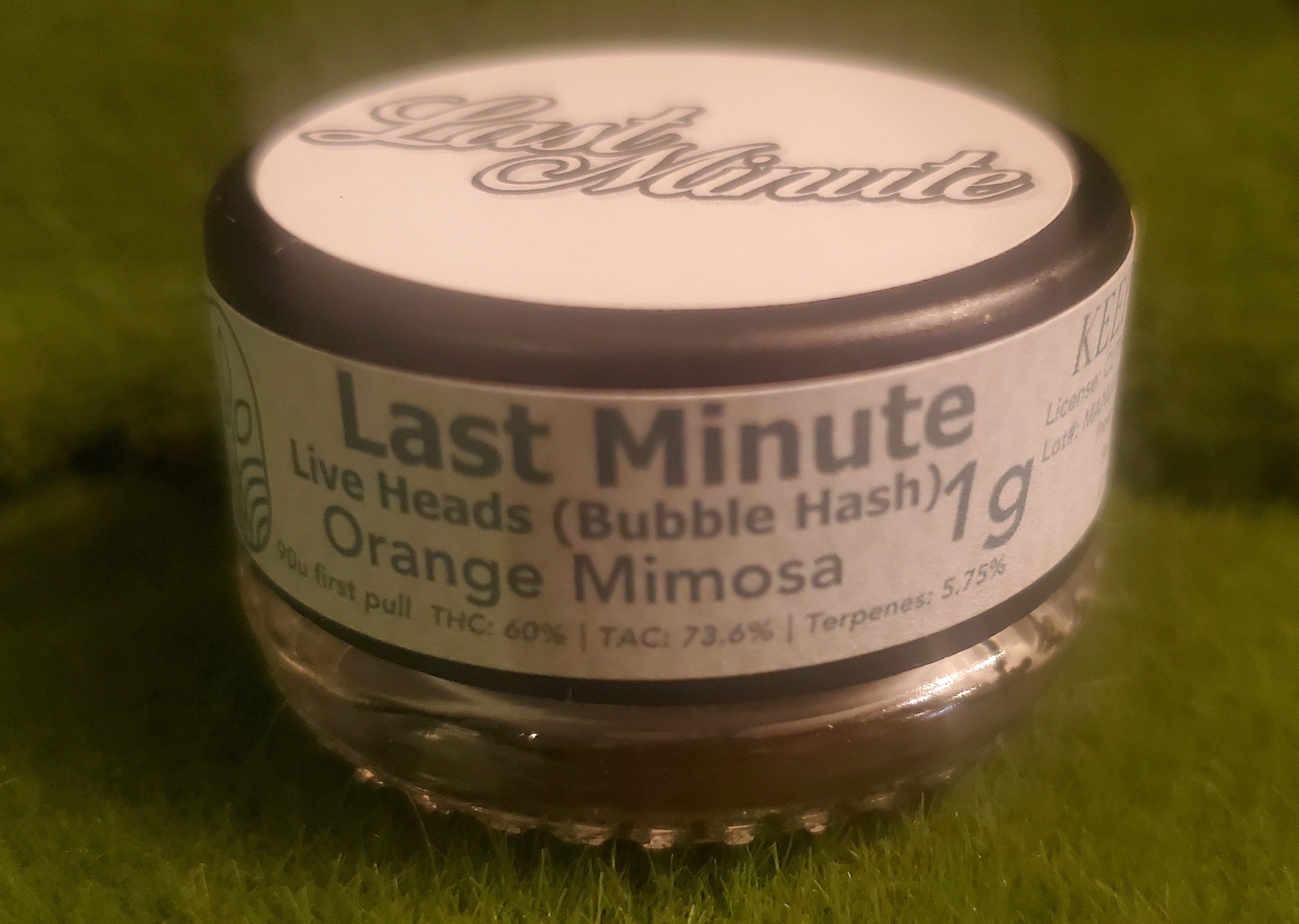 Pressed Live Heads | Orange Mimosa