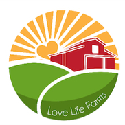 Love Life Love Life Haze