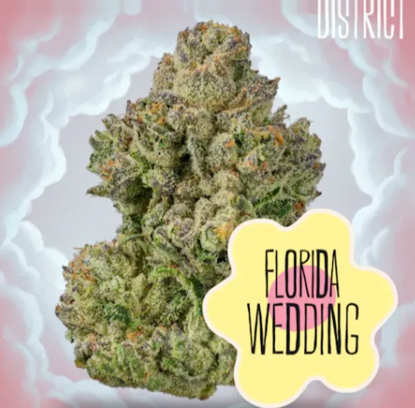 Florida Wedding Cake 3.5G Prepackaged Flower
