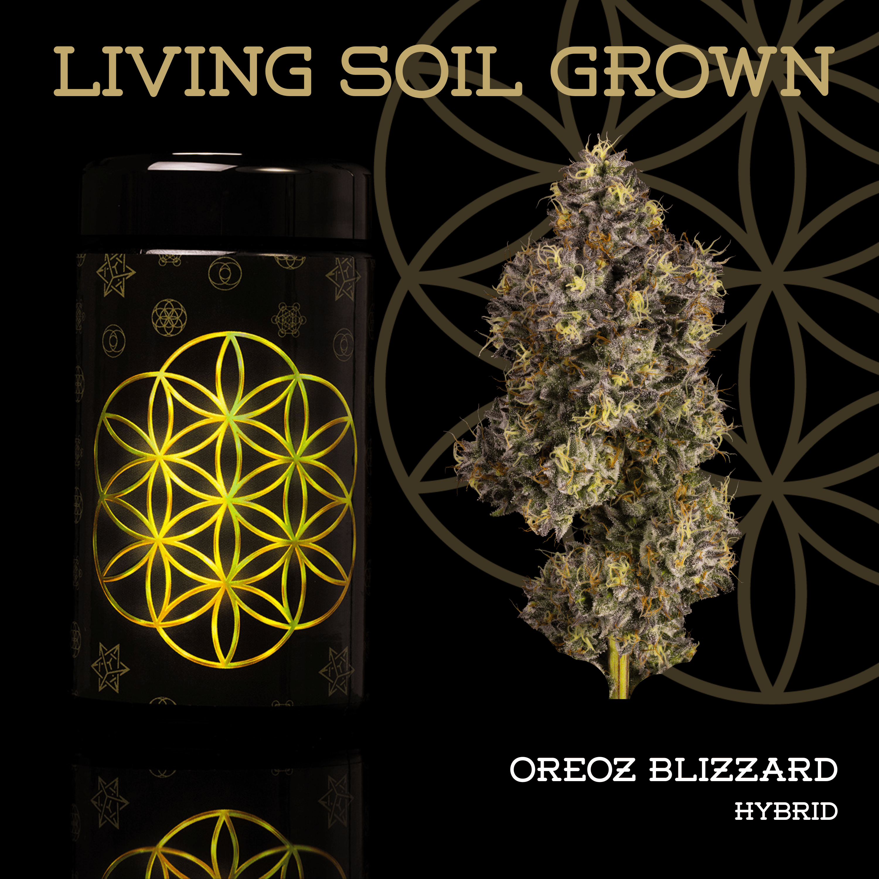 Flower of Life | Living Soil | Oreoz Blizzard 3.5g