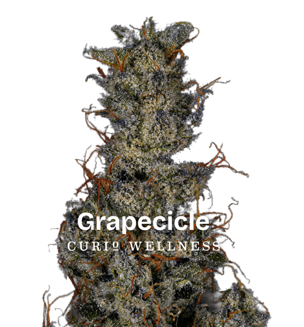 CURIO EXCLUSIVE Grapecicle Small Buds 5g