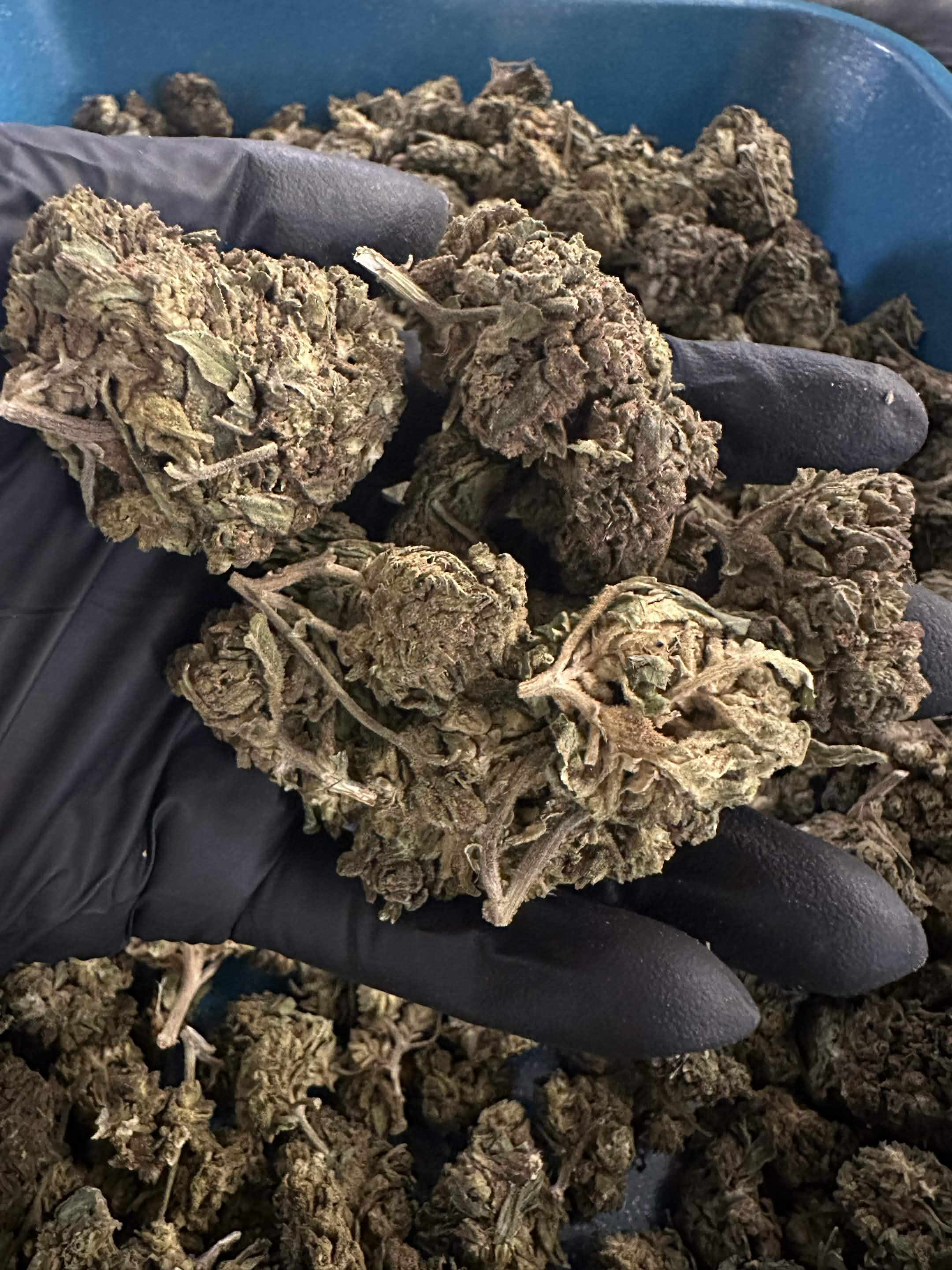 Grip Cannabis Flower - Lmn Chr Sherb - 1/8oz in Niles