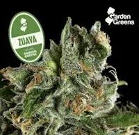 Garden Greens Big Buds | Zuava (Indica)