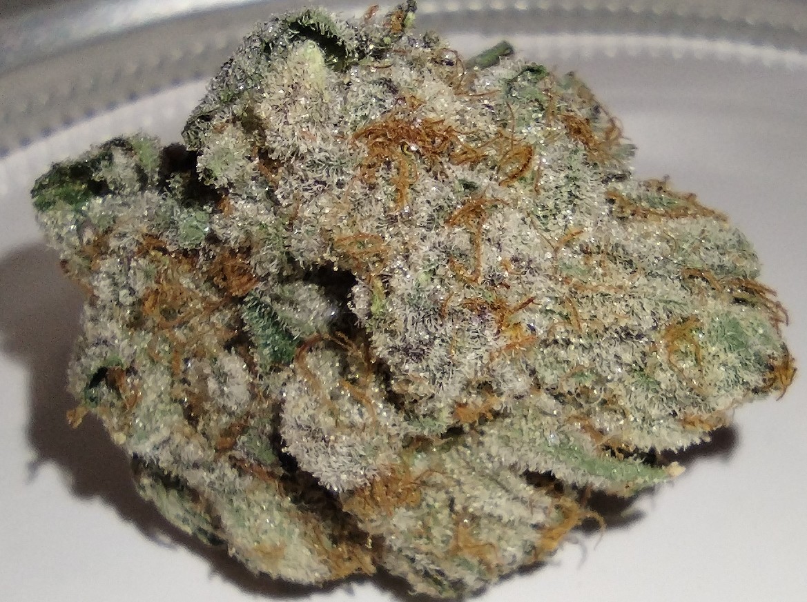 Terp City - Zelato - 3.5g - Flower