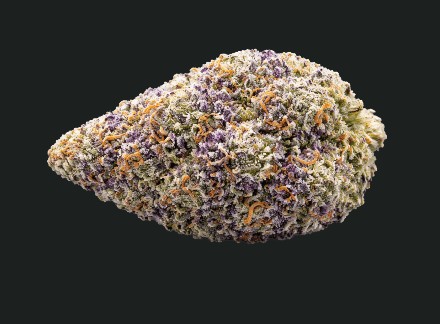 REVERT | Grapelato | Flower