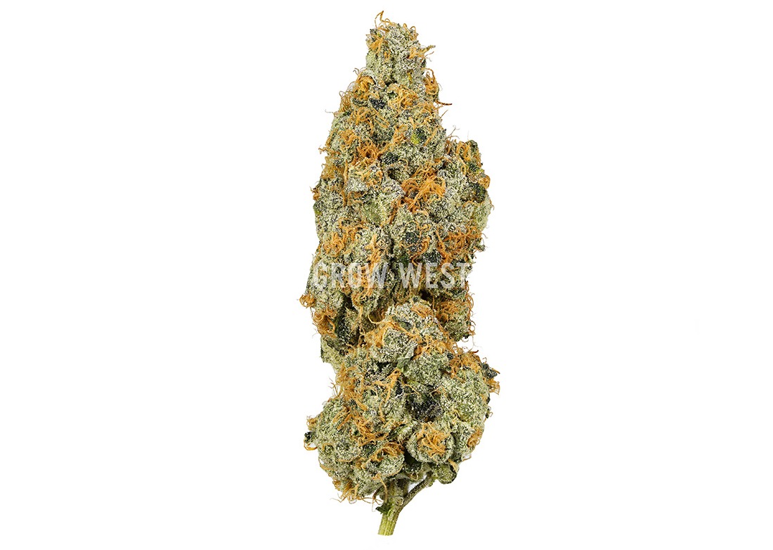 Grow West | Reserve Black Maple | 3.5g | Pre-Packed